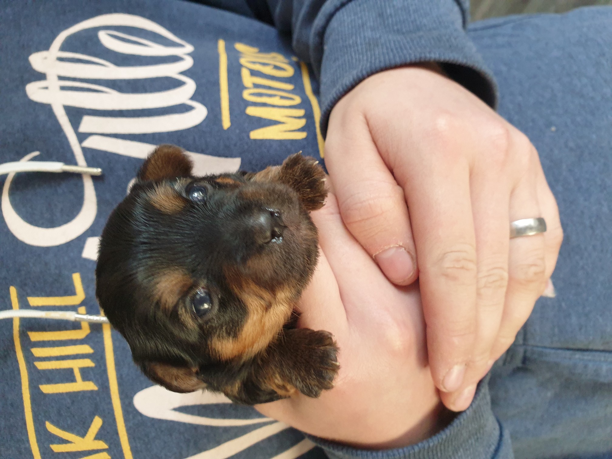 preloved dogs yorkshire