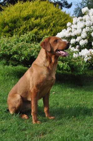 Dark Fox Red Labrador Stud Dog For Stud in Llangollen, Denbighshire