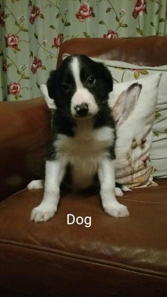 Blue Merl Collie Pups Dogs Puppies For Sale Preloved