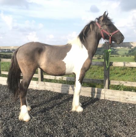 Dianna is a Dun and white, Connemara x cob For Sale in Leeds, West ...