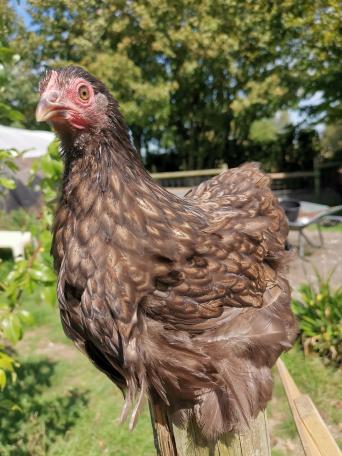 Hens Poultry And Game For Sale In Dorset Preloved