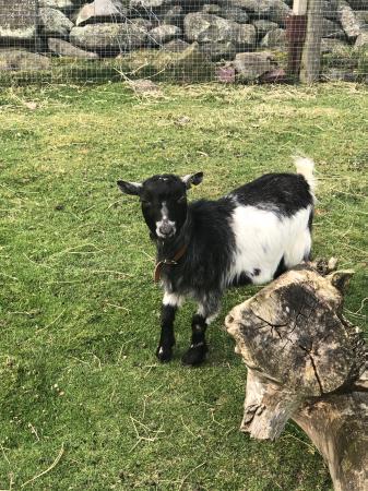 Full herd of Pygmy goats for sale. For Sale in Leeds, West Yorkshire ...