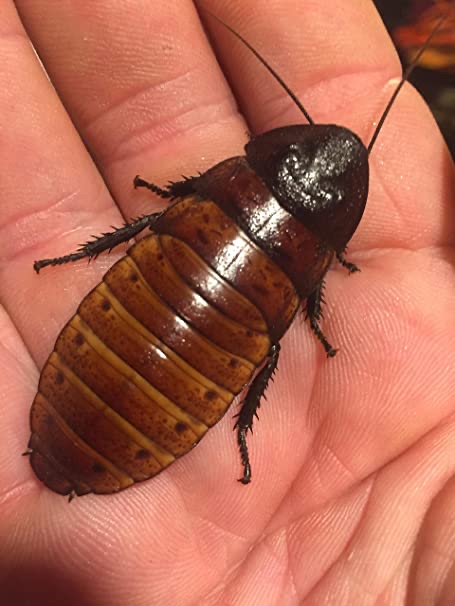 Giant Madagascan Hissing Cockroaches For Sale In Coleford Radstock