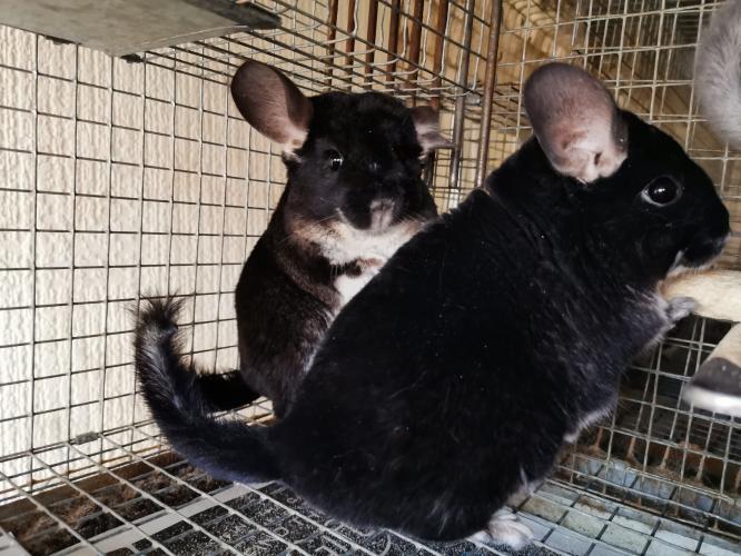 Black Pearl chinchillas for sale Rare For Sale in Birmingham, West