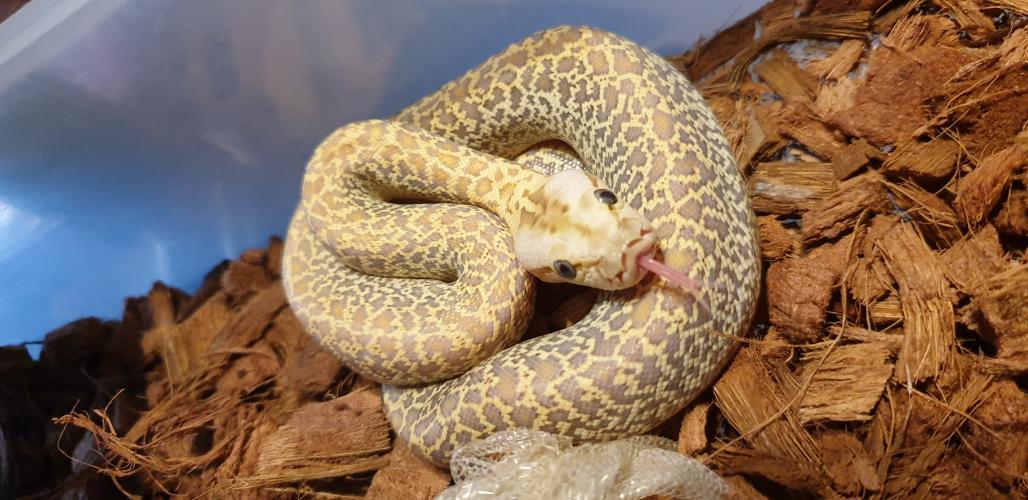 hypo granite burmese pythons For Sale in Long Sutton, Lincs | Preloved