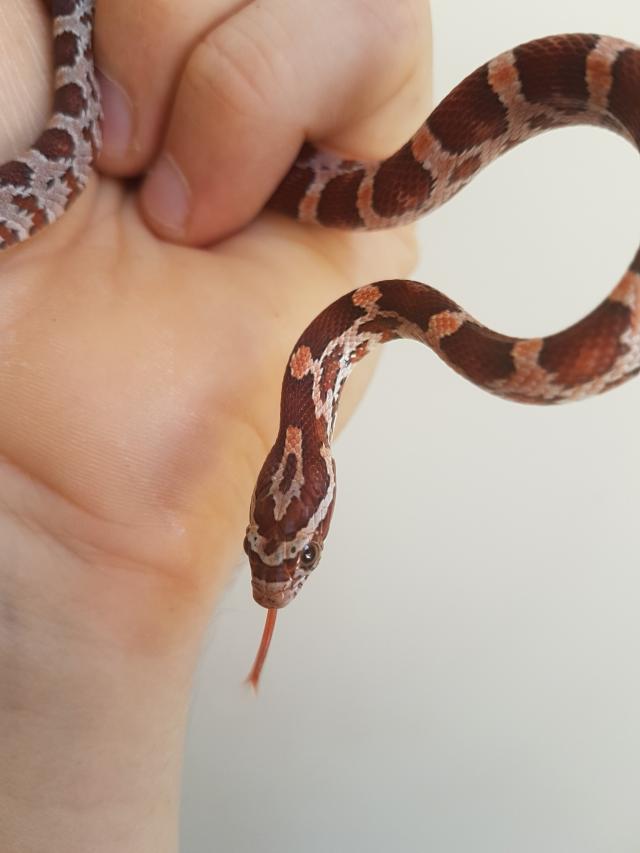 het palmetto corn snakes For Sale in Hawkhurst, Kent Preloved