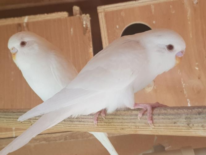 pure white red eye budgies for sale For Sale in Norwich, Norfolk Preloved