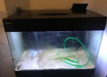 red sea tanks pets