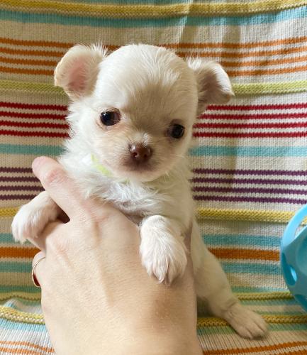 3 Beautiful Kc Reg Long Hair Chihuahua Pups For Sale In Luton