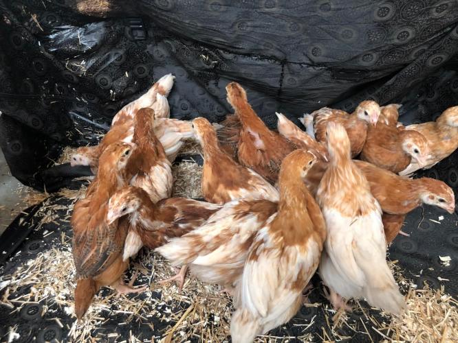 isa brown pullets For Sale in Abbotsley, Cambridgehire Preloved