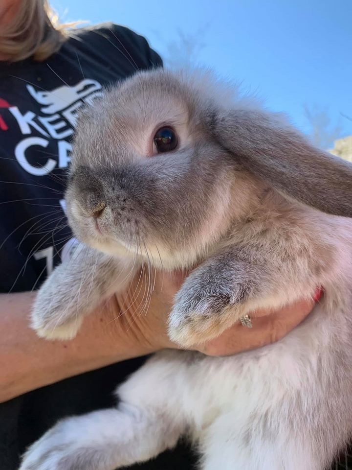 preloved rabbit