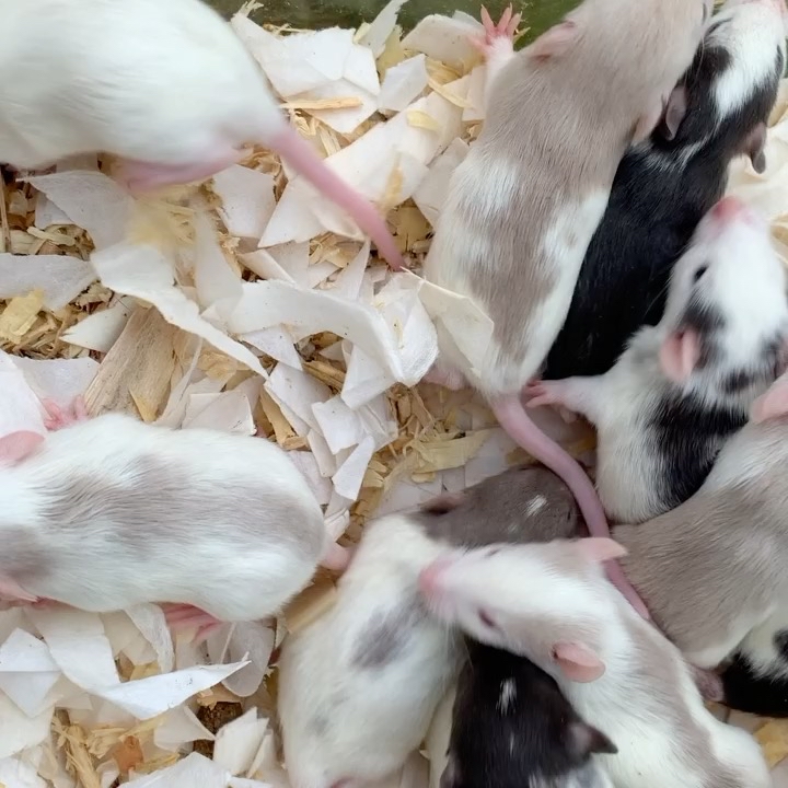 pet rat for sale