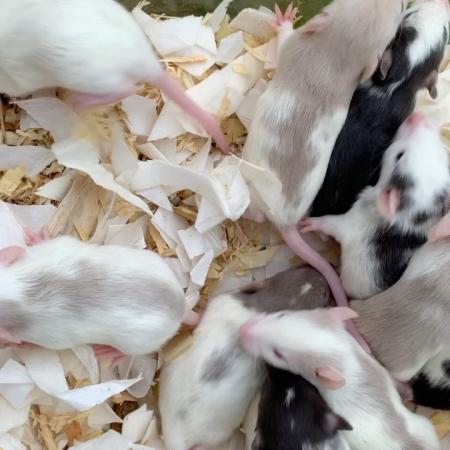 Image 2 of Male and female Pet rats for sale