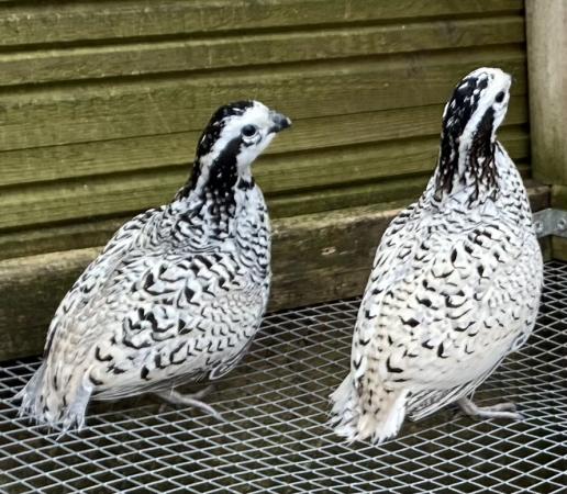Snowflake Bobwhite quails For Sale in Marks Tey, Colchester, Essex