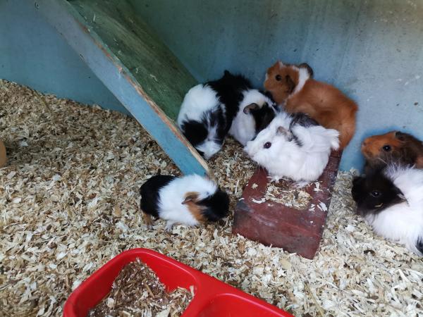 Image 3 of Guinea pigs