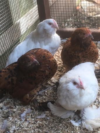 Chicken Coop Or Sale Local Classifieds In Leicester Preloved