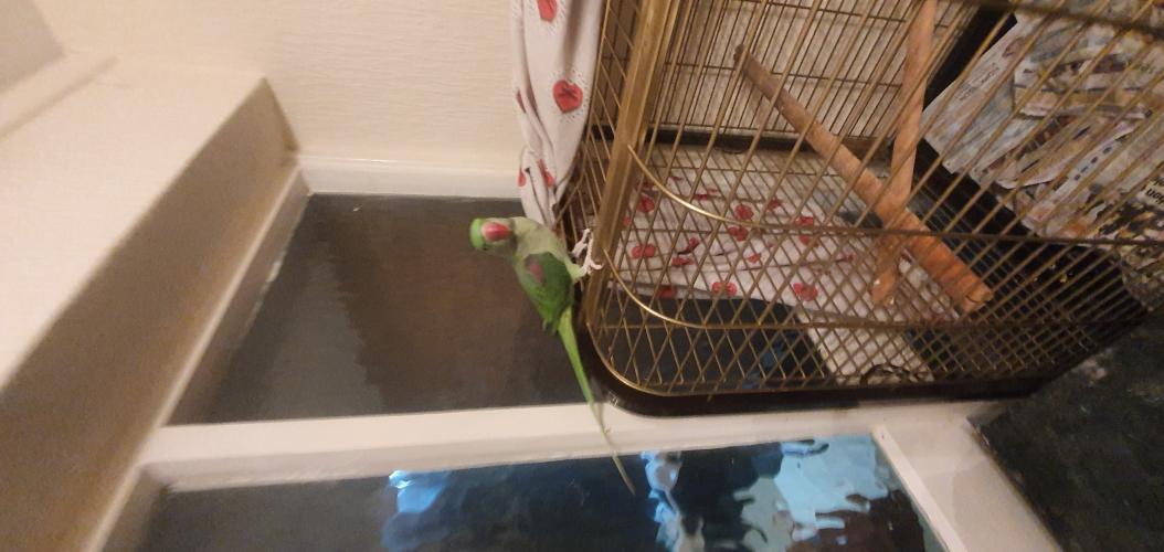 Visual Reference: Alexandrine Parrot Cage For Sale In Stoke On Trent Staffs