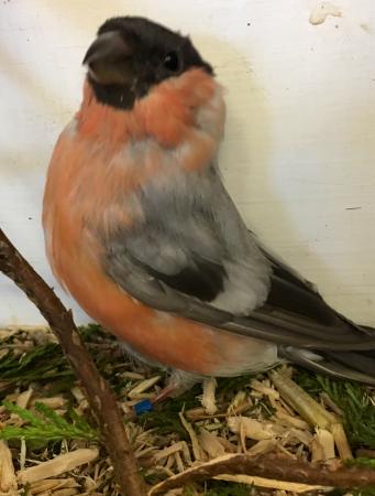 Siberian bullfinch For Sale in Burslem, Staffs | Preloved