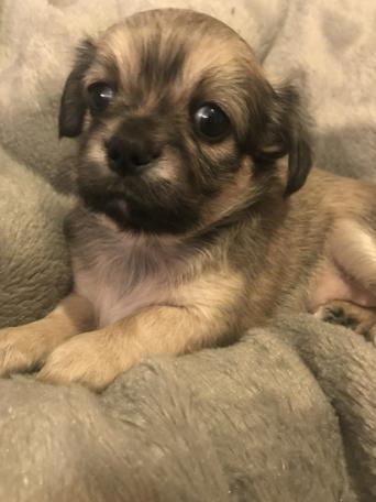 Chihuahua Pups Kc Reg Dogs And Puppies Rehome Buy And Sell In