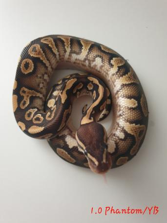 Ghi Royal Pythons Reptiles Rehome Buy And Sell Preloved