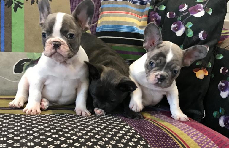 3 Frenchie Males 8 weeks old For Sale in Mayland, Essex | Preloved