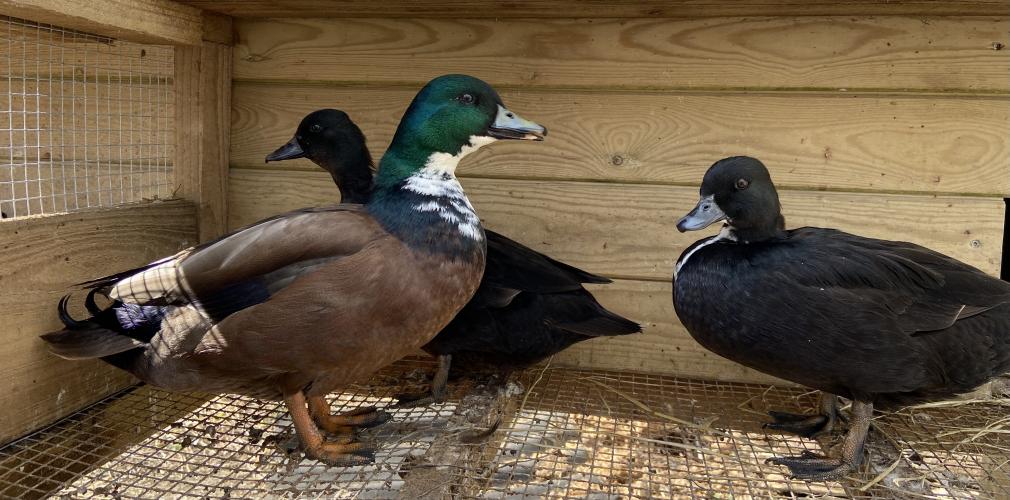 Black Bibbed Call Duck Hatching Eggs For Sale in Cowbridge, Vale Of