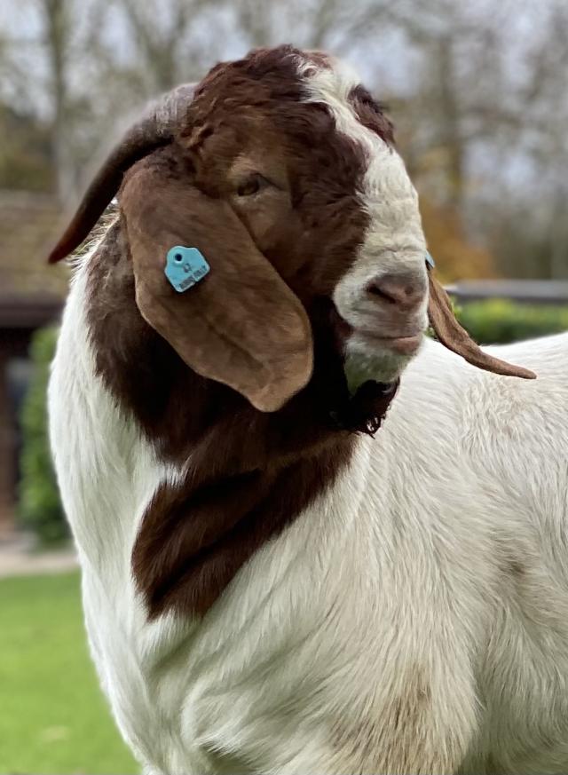 BRITISH BOER GOATS BUCKS FULLBLOOD For Sale in Bedford