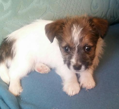 Jack Russell Puppy For Sale For Sale In Exeter Devon Preloved