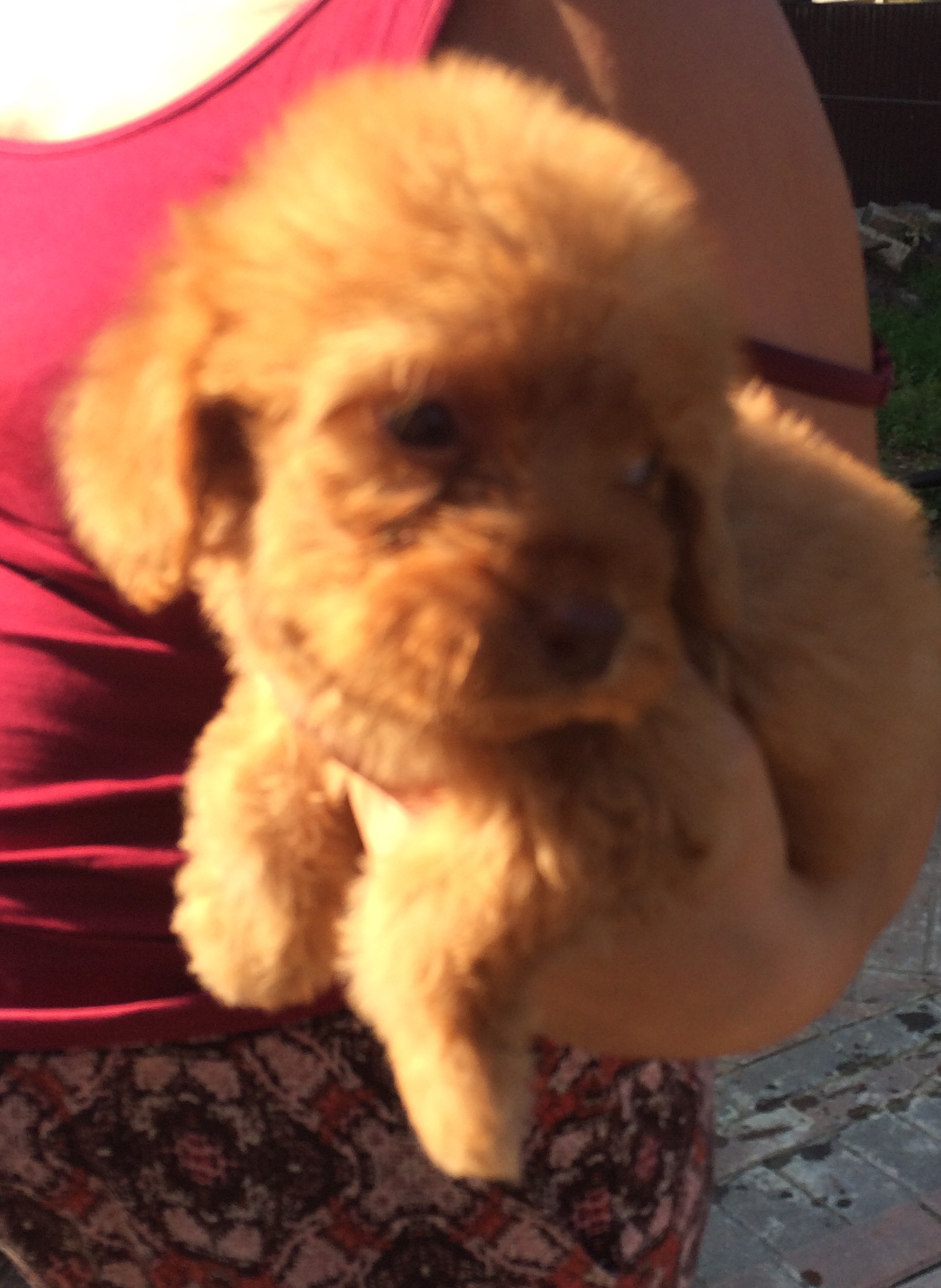 cockapoo puppies available for sale