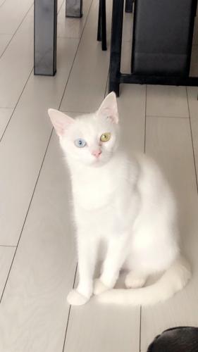 Kittens For Sale in Bradford, England | Preloved
