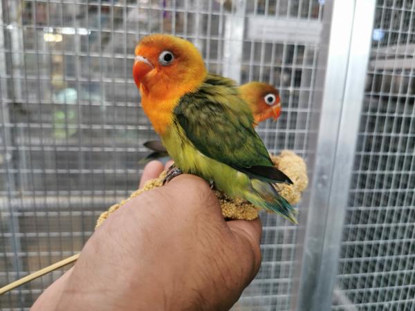 Hand Reared Lovebirds available For Sale in Ilford, Essex | Preloved