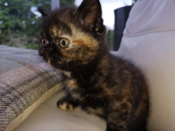British Shorthair Kittens Price Reduced Only One Girl For Sale