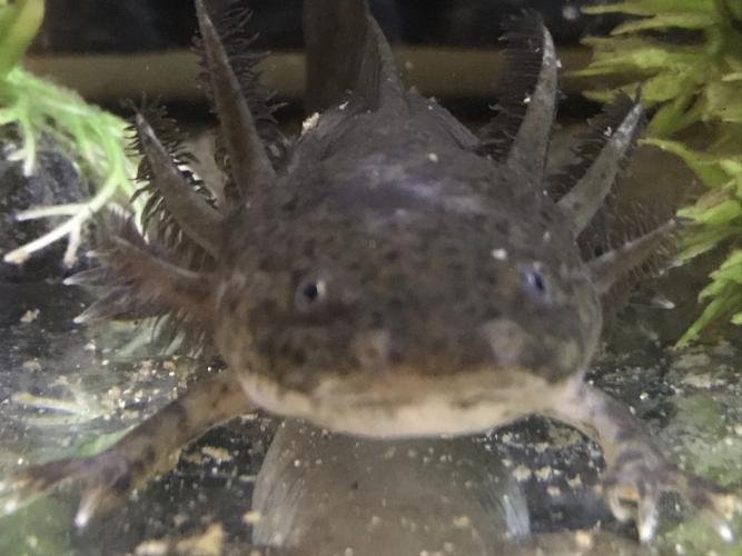 Wildtype Axolotl plus Tank For Sale in Calne, Wiltshire Preloved