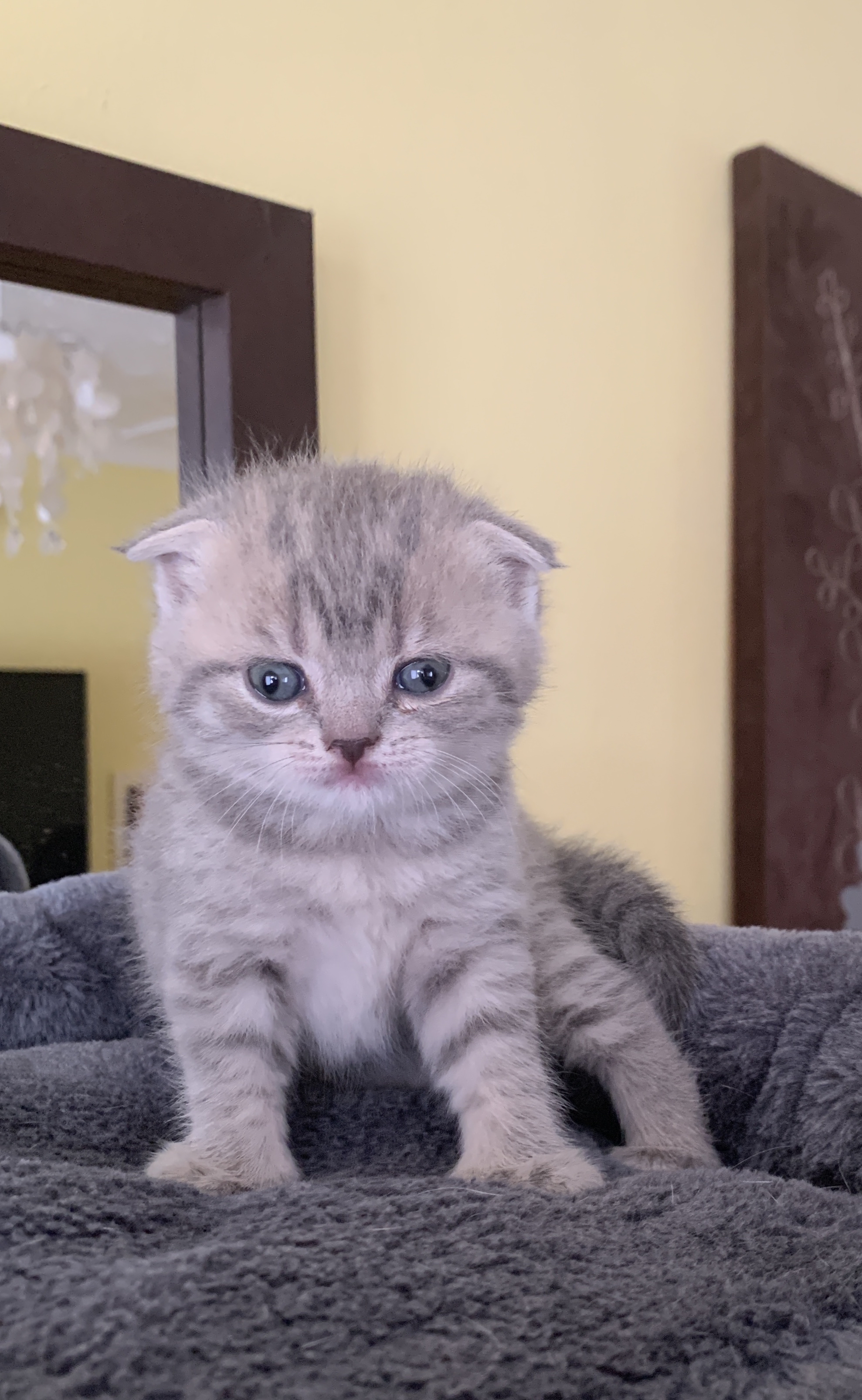 silver tabby kittens for sale cambridgeshire
