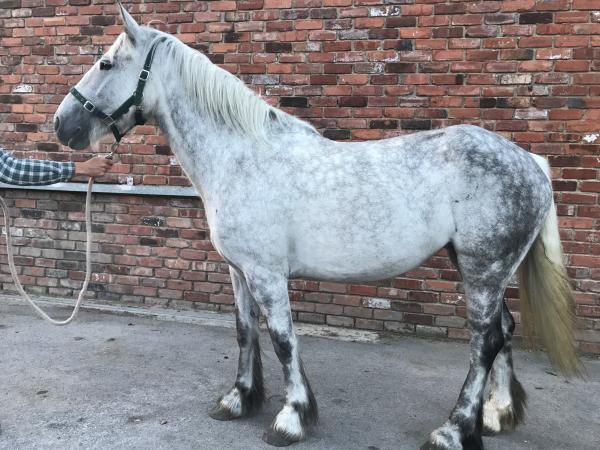 15.2 Dapple Grey Mare Irish Draught x Connemara 4 Year old For Sale in ...