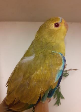 Turks (turquoisine grass parakeets) For Sale in Burslem, Staffs | Preloved