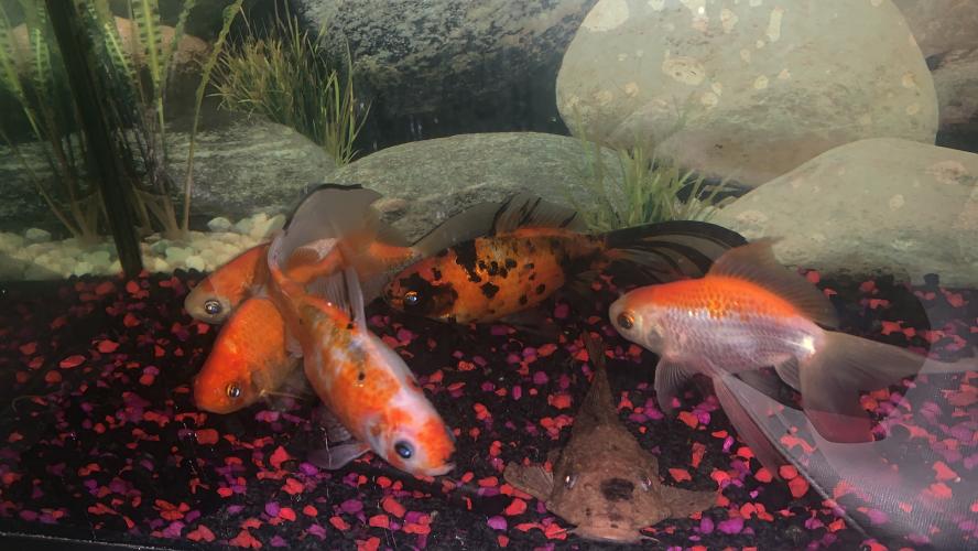 5 FANCY GOLDFISH For Sale in Newcastle Upon Tyne, Tyne And Wear Preloved