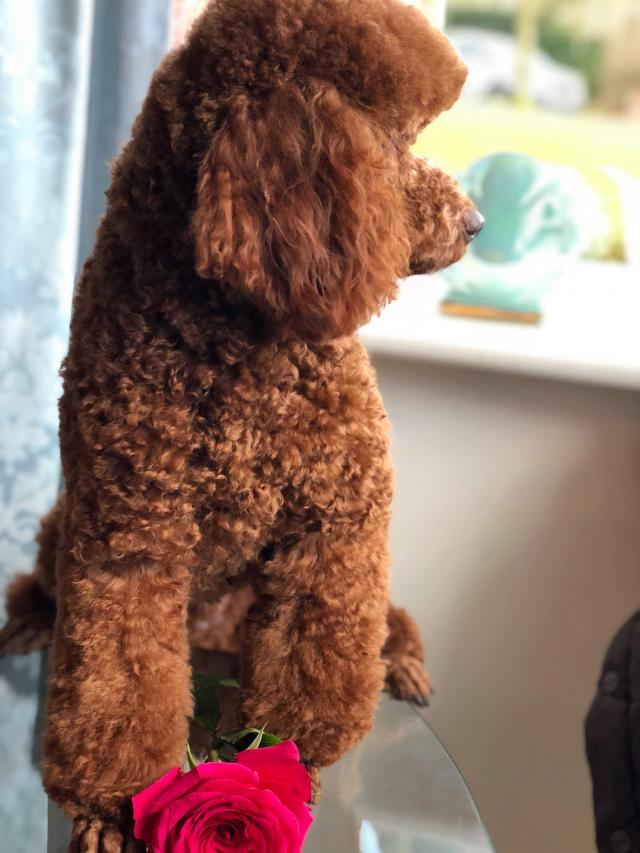 Kennel Club registered Red miniature poodle for stud For Stud in Leek, Staffordshire Preloved