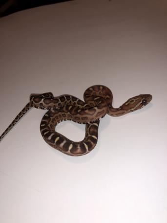 scaleless snake local classifieds