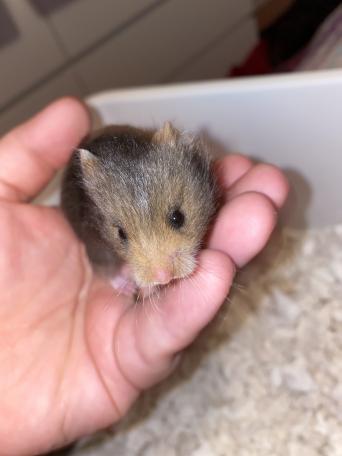 Hamster Pets In Tonbridge Preloved