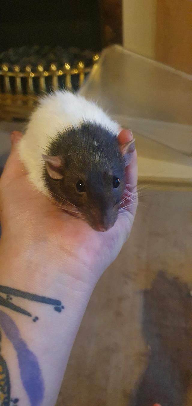 4 Female rats For Sale in Doncaster, South Yorkshire Preloved