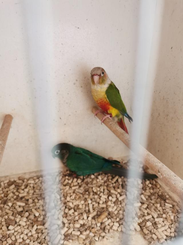100 percent Breeding pair of Conures Pineapple and blue For Sale in