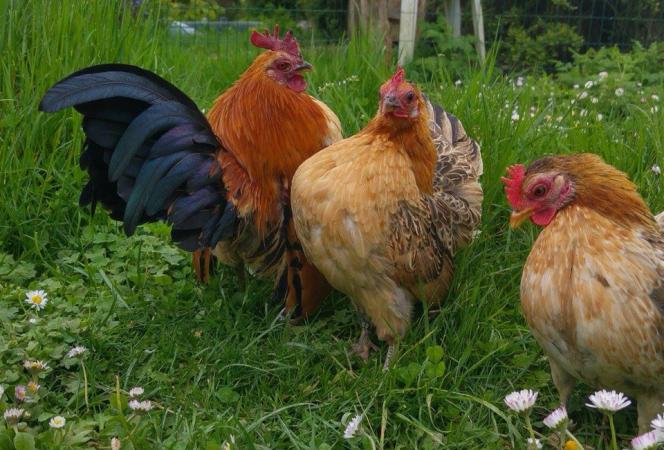 Exhibition Quality Malaysian Serama Hatching Eggs