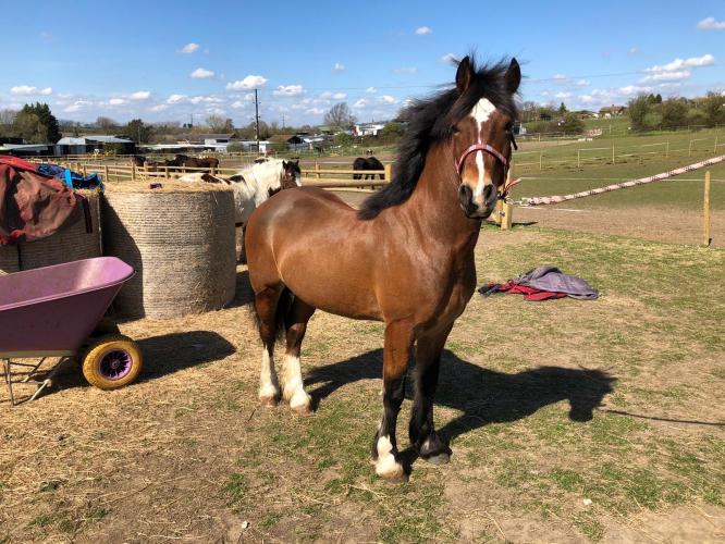 Ref welsh D gelding For Sale in Dartford, Kent Preloved Ref welsh D gelding For Sale in Dartford, Kent Preloved