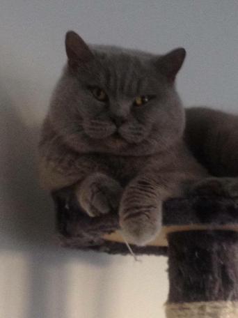 British Shorthair Adults For Rehoming Uk British Shorthair