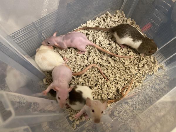 Quality Pet Rats for sale from 4weeks old+ For Sale in Pickering, North ...