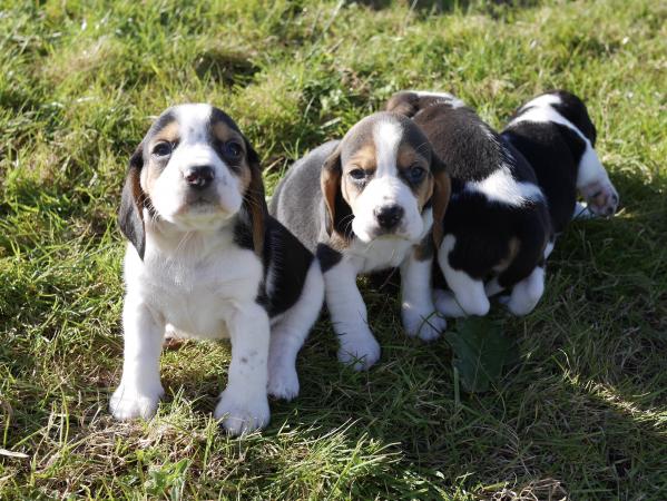 Stunning Tri Colour Beagle Puppies For Sale in Pontarddulais, Swansea