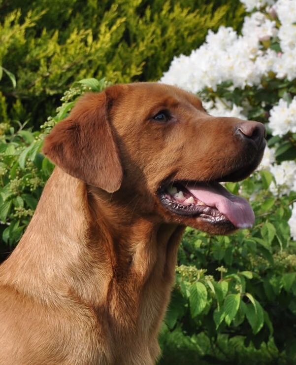 Dark Fox Red Labrador Stud Dog For Stud In Llangollen Denbighshire Preloved