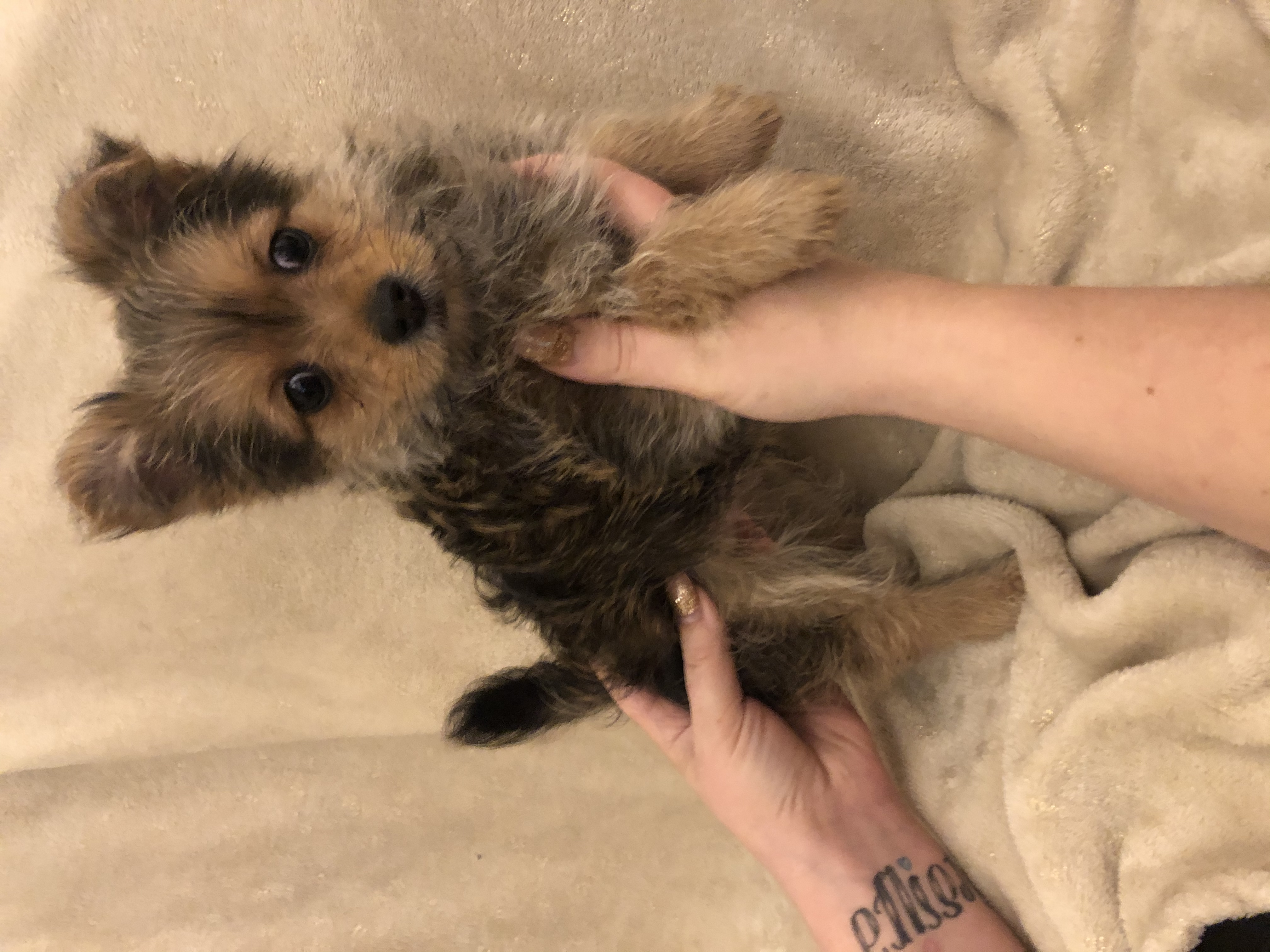 preloved yorkshire terrier