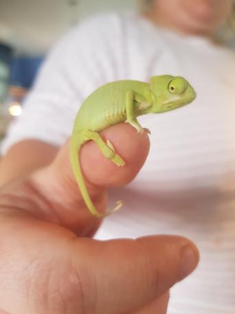 baby chameleons - Reptiles, For Sale | Preloved